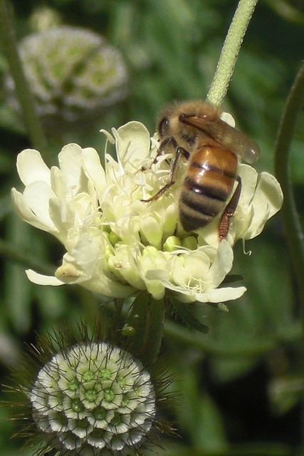 Scabieuse ochroleuca