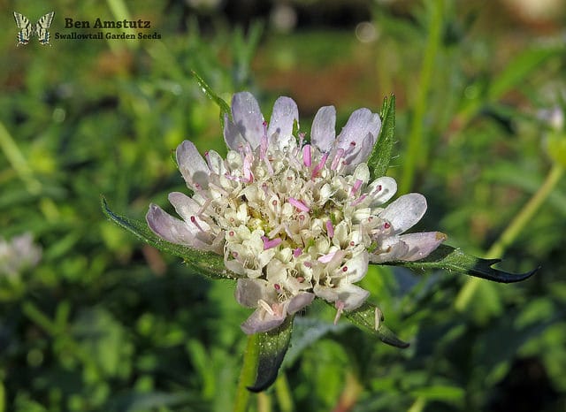 Scabieuse étoilée (Scabiosa stellata)