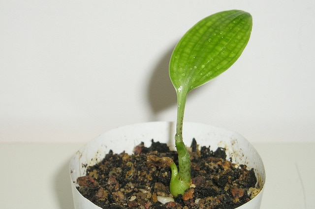 Scadoxus multiflorus