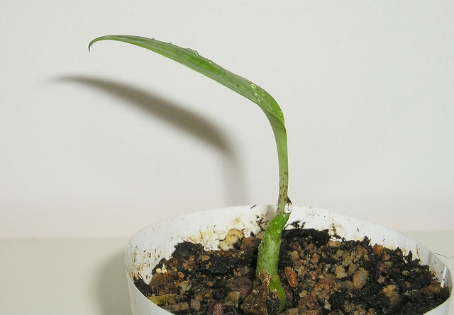 Scadoxus multiflorus