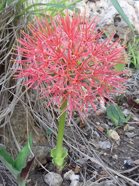 Scadoxus multiflorus