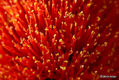 Scadoxus puniceus (Scadoxus puniceus)
