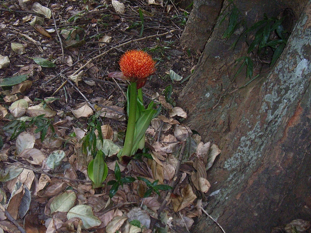 Scadoxus puniceus