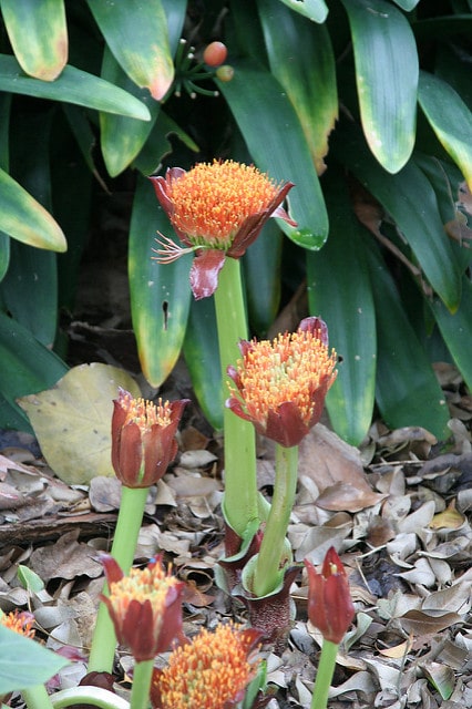 Scadoxus puniceus