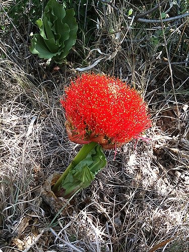 Scadoxus puniceus