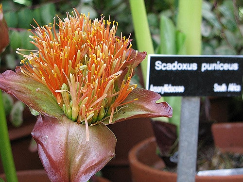 Scadoxus puniceus