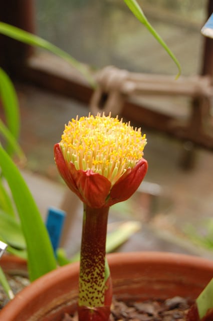 Scadoxus puniceus