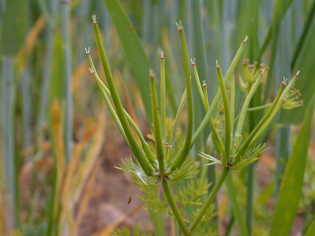 Scandix peigne de vénus