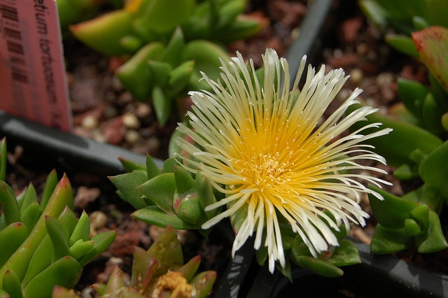 Kanna (Sceletium tortuosum)