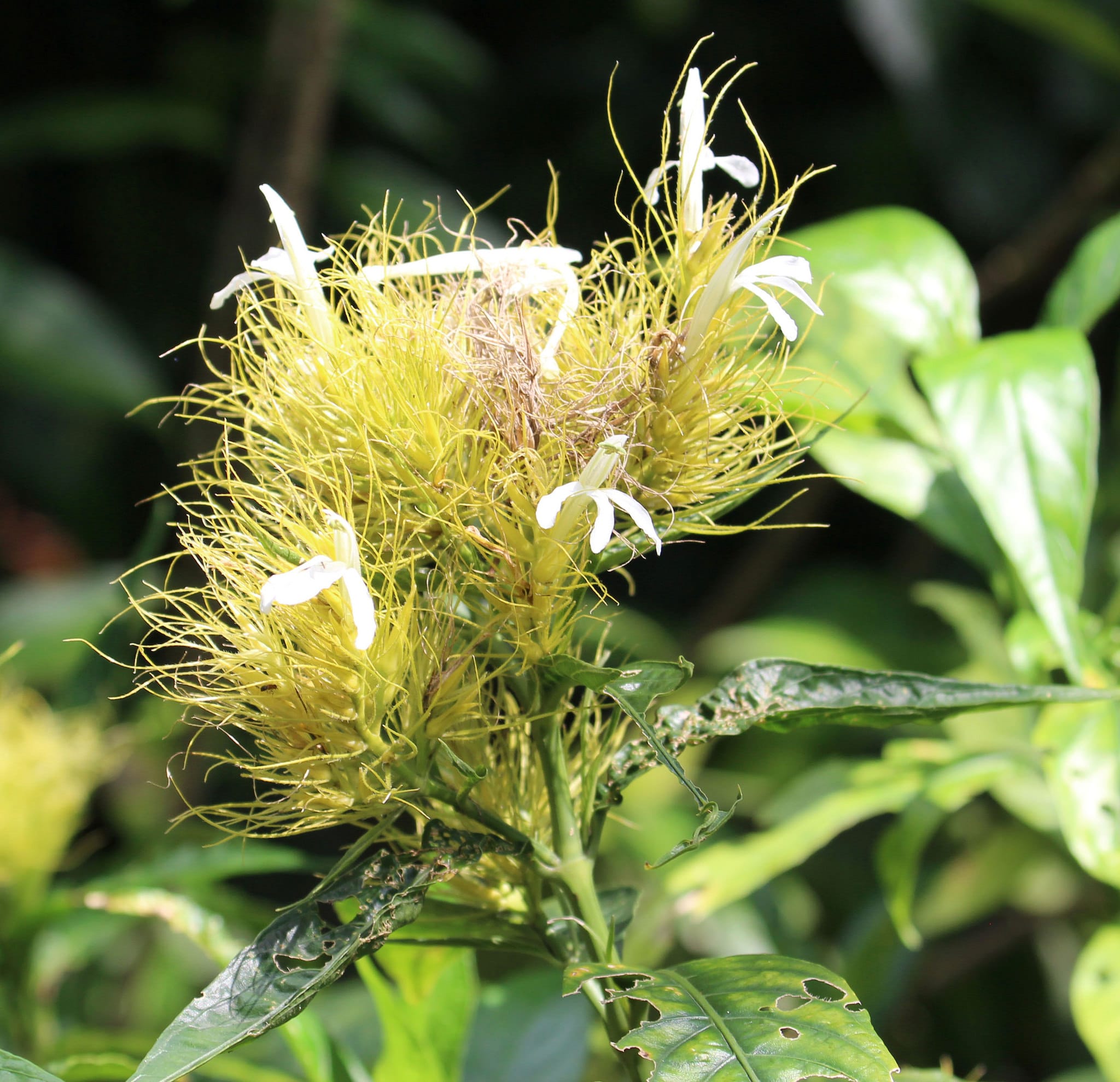 Schaueria flavicoma