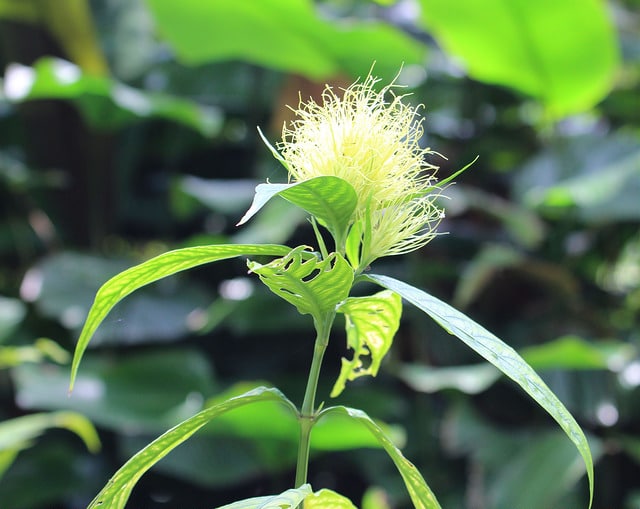 Schaueria flavicoma