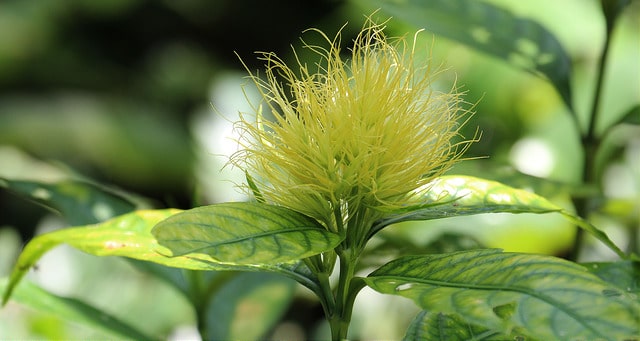 Schaueria flavicoma