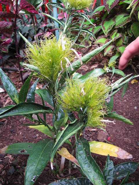 Schaueria flavicoma