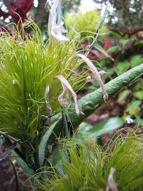 Schaueria flavicoma