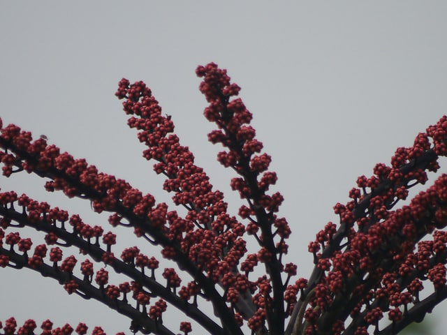 Schefflera actinophylla