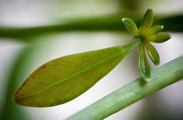 Schefflera actinophylla