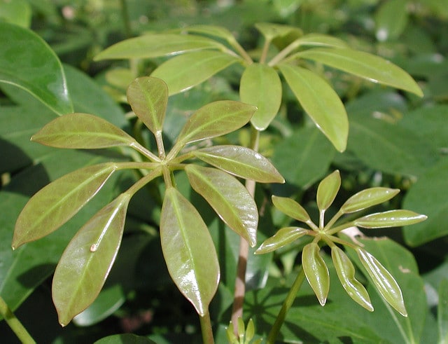 Schefflera actinophylla