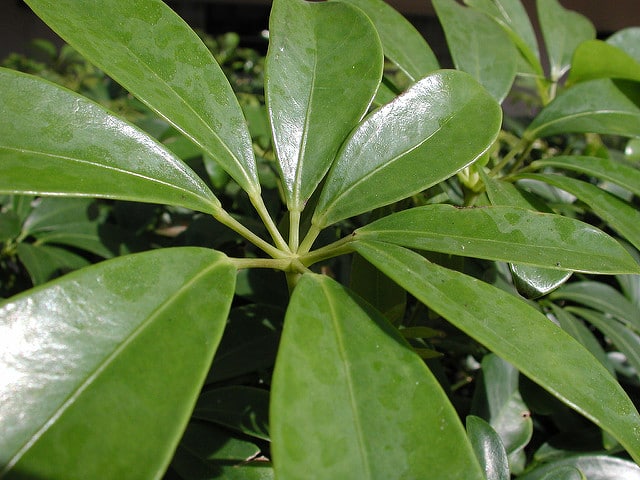 Schefflera actinophylla (Schefflera actinophylla)
