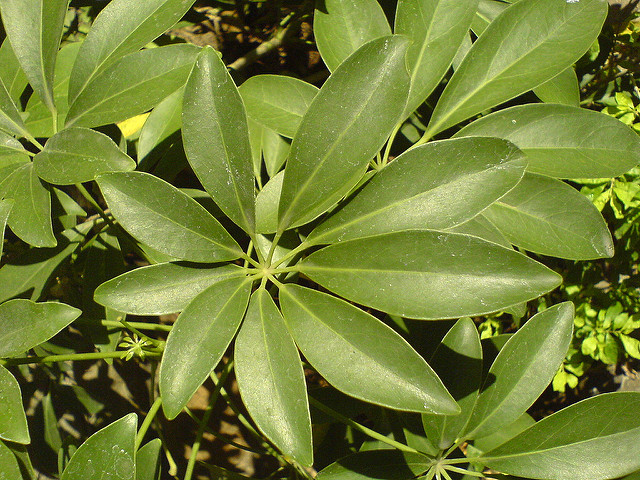 Arbre parasol (Schefflera arboricola)