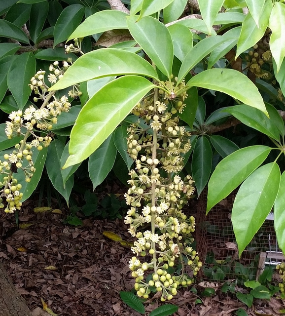 Faux aralia