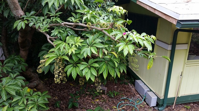 Faux aralia
