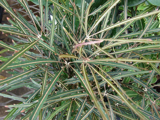 Faux aralia