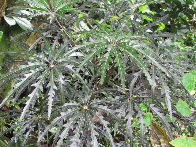 Faux aralia
