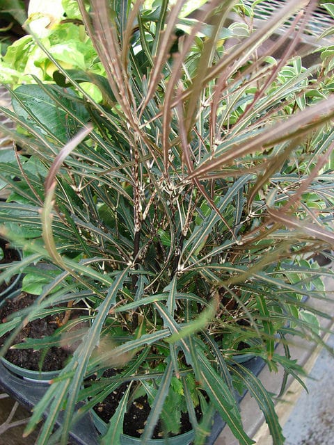 Faux aralia