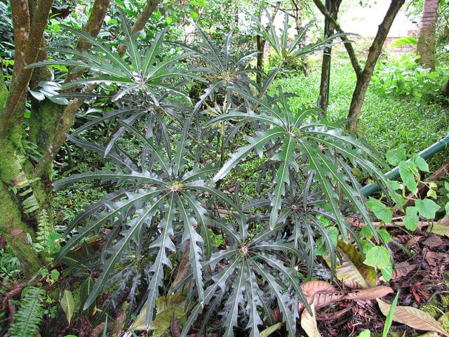 Faux aralia (Schefflera elegantissima)