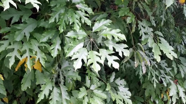 Schefflera heptaphylla