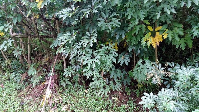 Schefflera heptaphylla