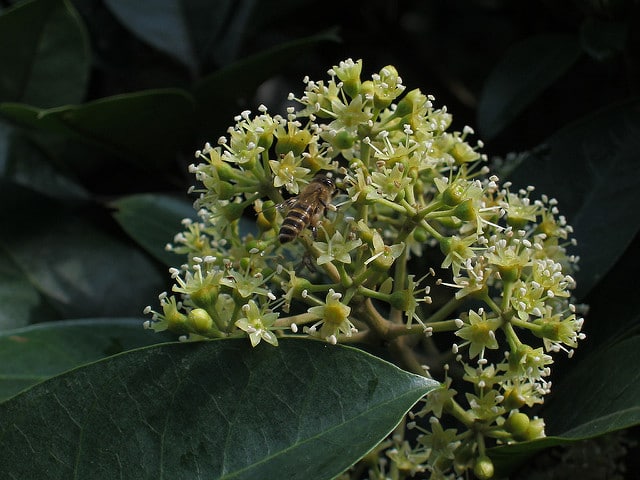 Schefflera heptaphylla (Schefflera heptaphylla)