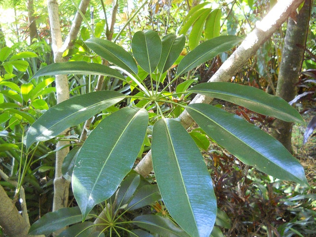Schefflera pueckleri (Schefflera pueckleri)