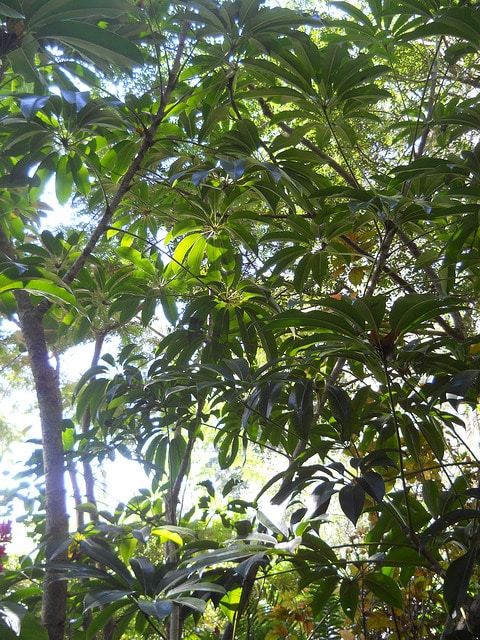 Schefflera pueckleri