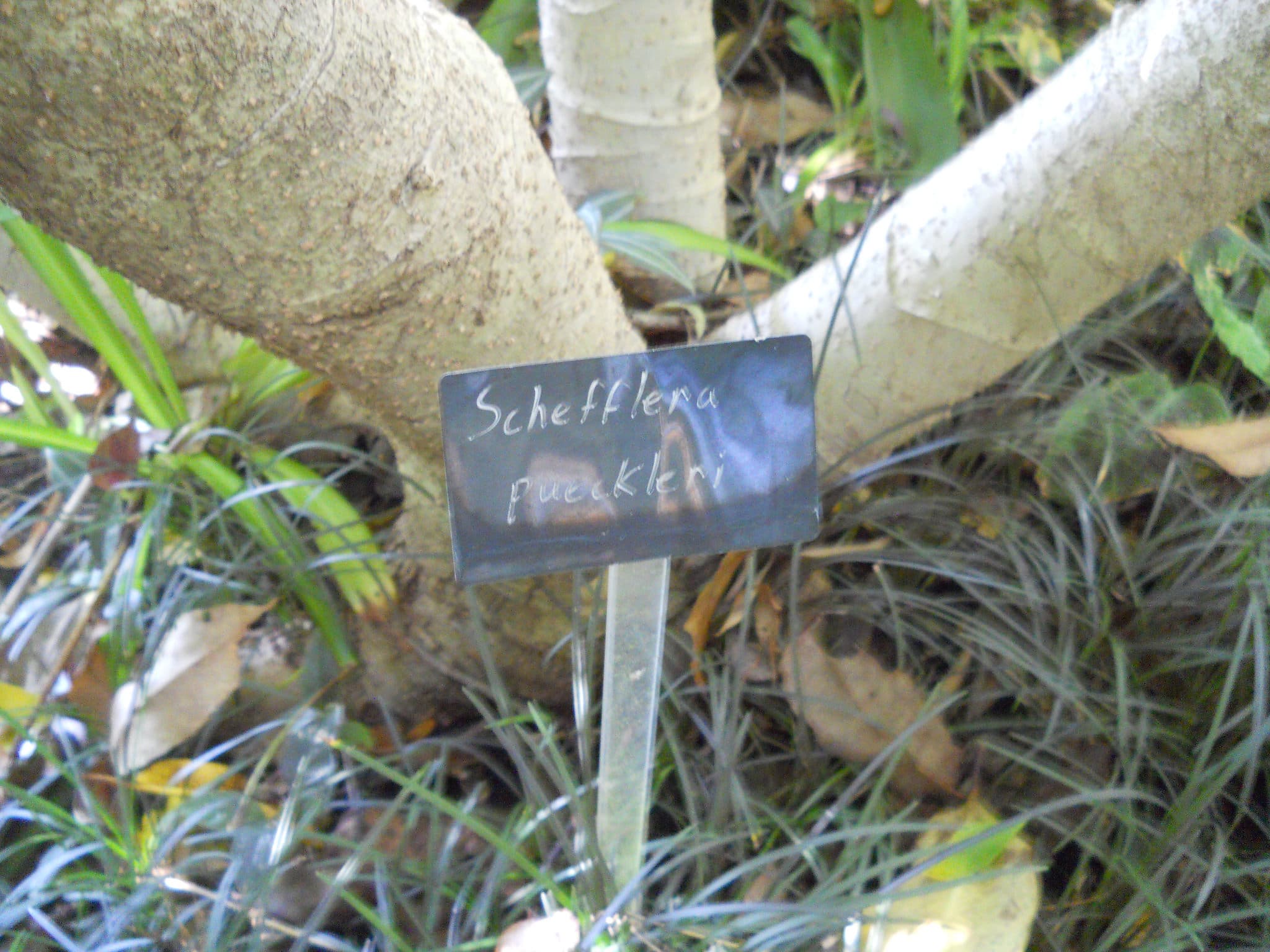 Schefflera pueckleri