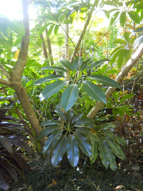 Schefflera pueckleri