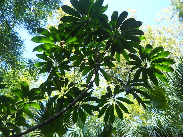 Schefflera pueckleri