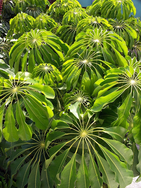 Schefflera pueckleri
