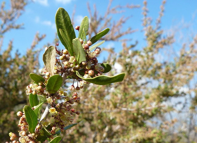 Schinus polygamus
