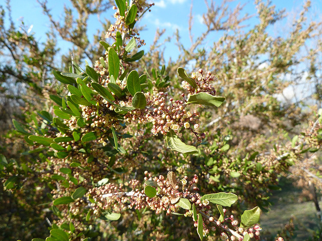 Schinus polygamus