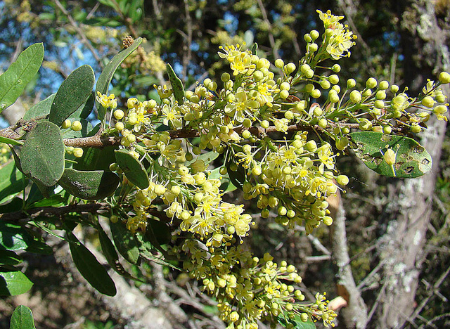 Schinus polygamus