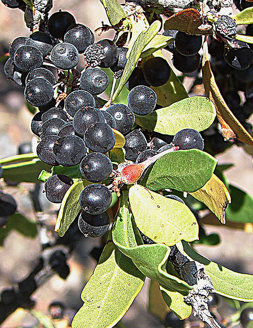 Schinus polygamus