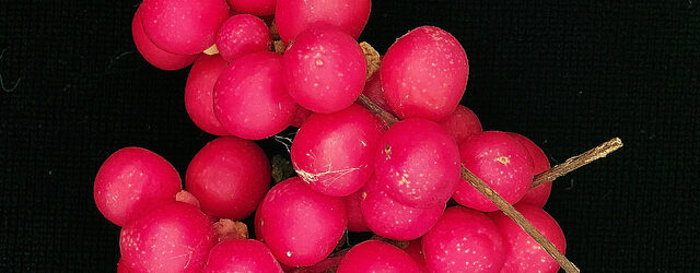 Schisandra chinensis