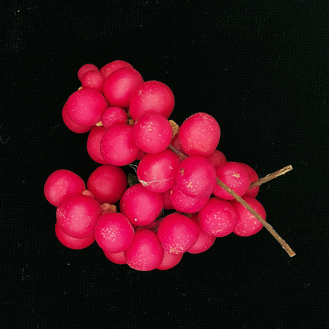 Baies aux cinq saveurs (Schisandra chinensis)