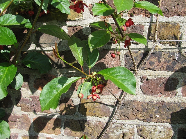 Schisandra rubriflora