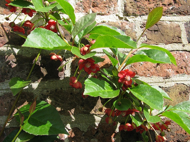 Schisandra rubriflora