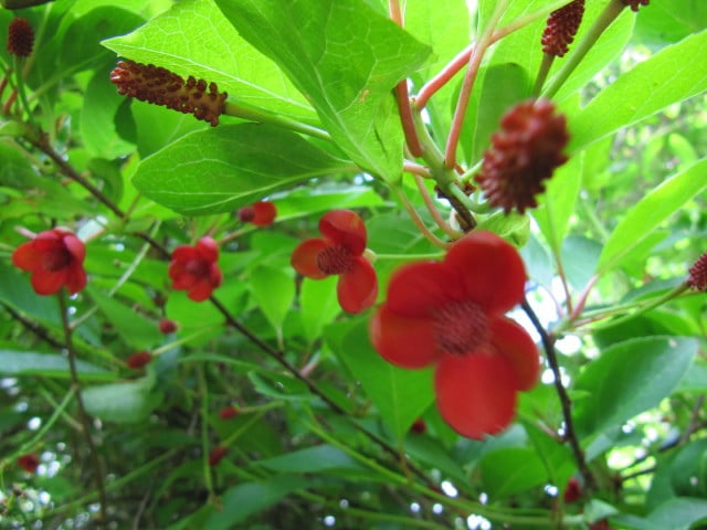 Schisandra rubriflora