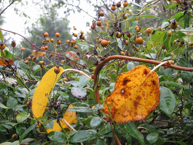 Schisandra rubriflora