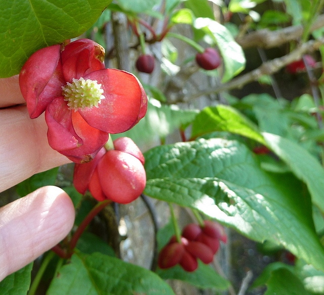 Schisandra rubriflora