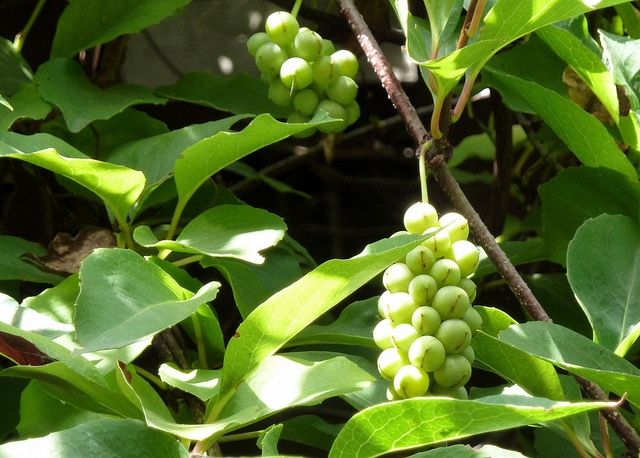 Schisandra sphenanthera